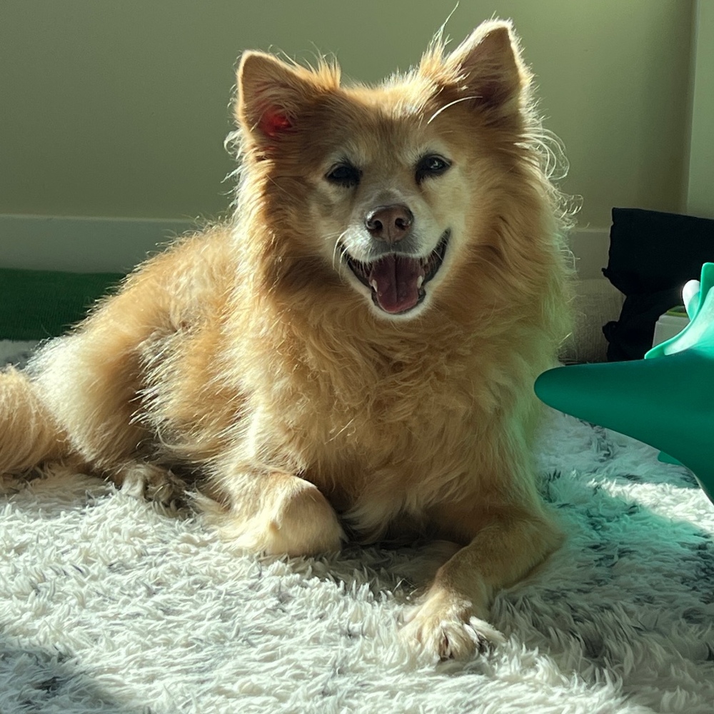 Meet your Posher, Carmen